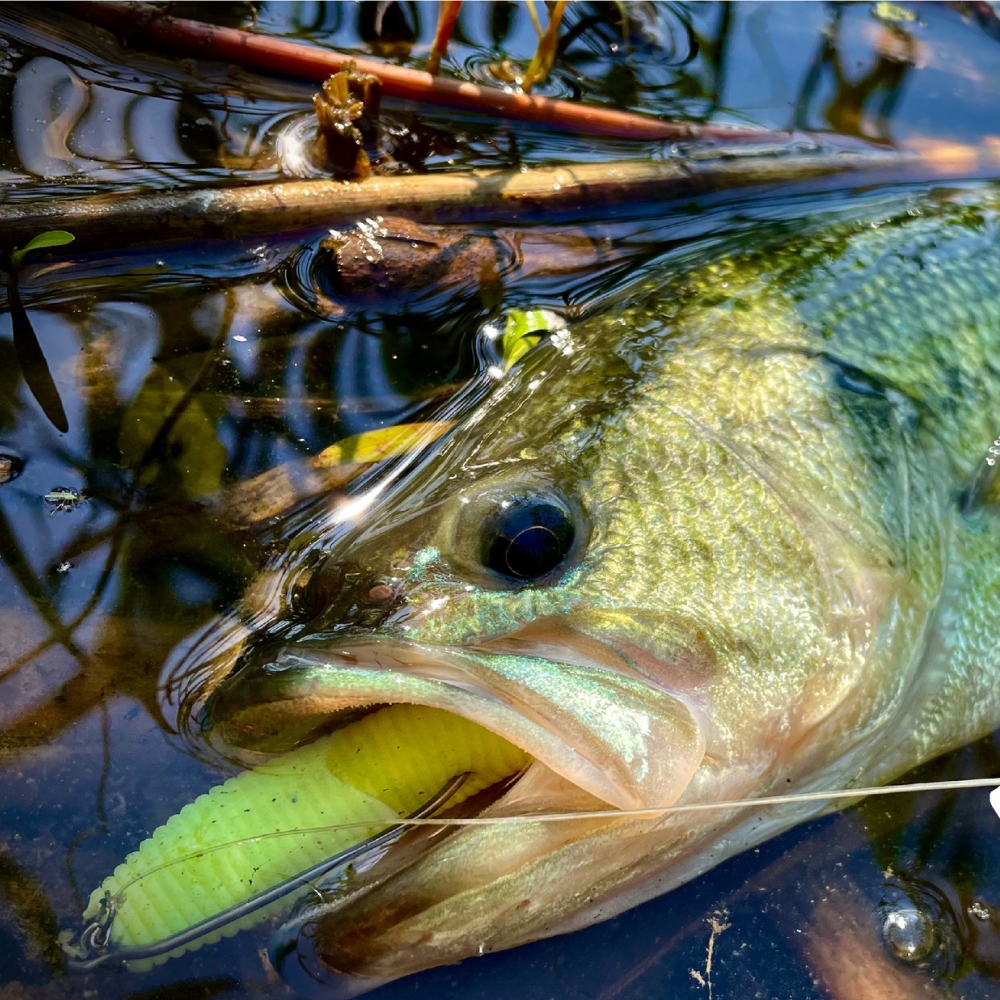 Cast&Catch SCREW-LOCK Weedless – Fishing Hook Weedless Bewertung und Preis
